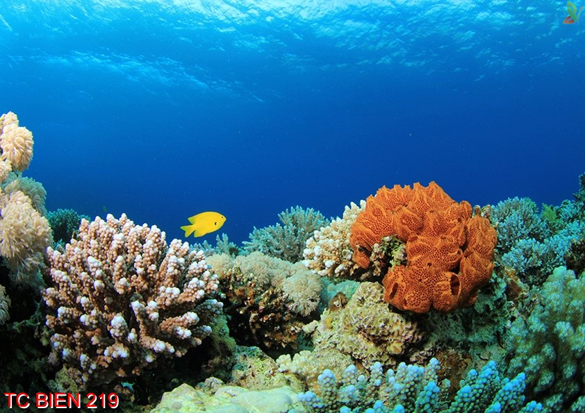 Tranh cảnh biển 219