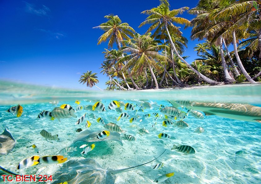 Tranh cảnh biển 234