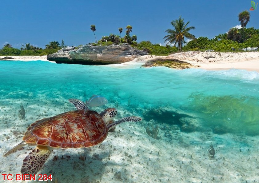 Tranh cảnh biển 284