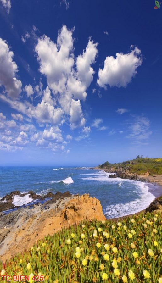 Tranh cảnh biển 425