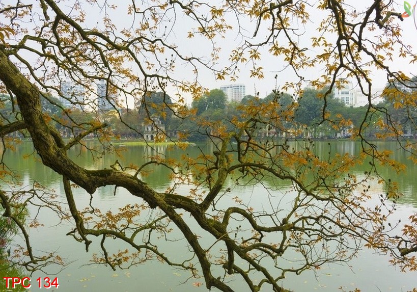 Tranh phong cảnh 134