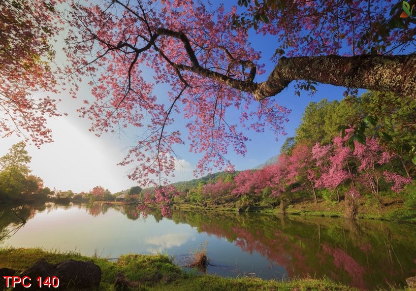 Tranh phong cảnh 140