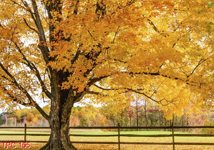 Tranh phong cảnh 155