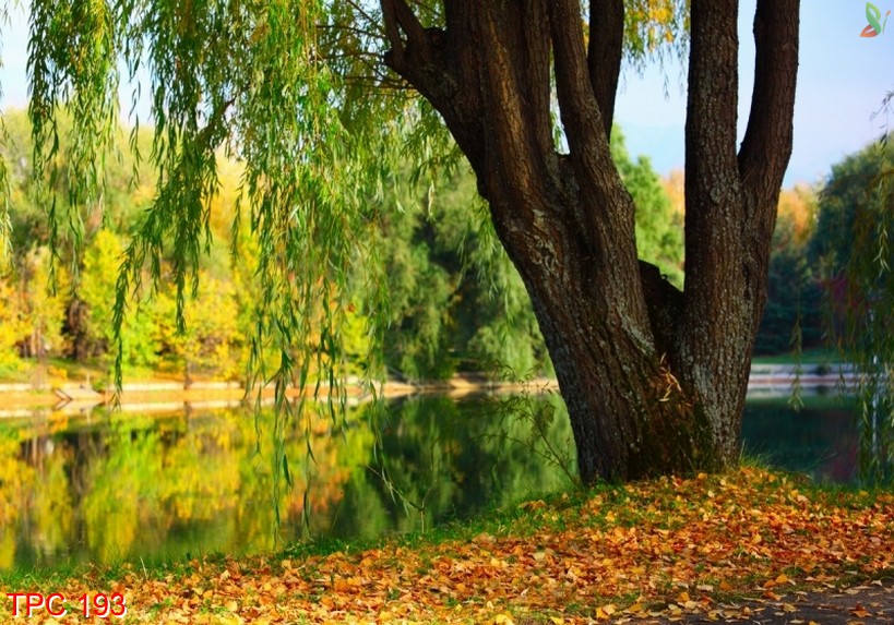 Tranh phong cảnh 193