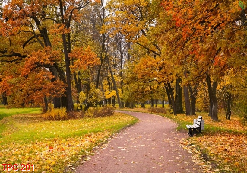 Tranh phong cảnh 201