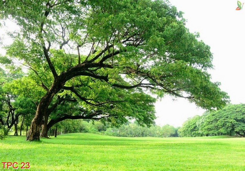 Tranh phong cảnh 23