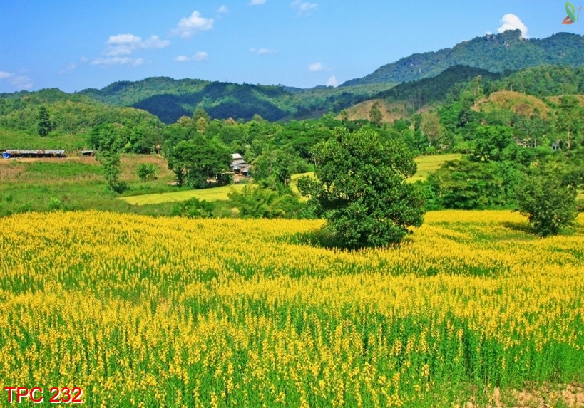 Tranh phong cảnh 232