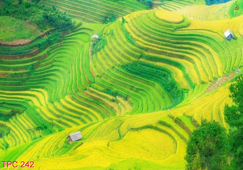 Tranh phong cảnh 242