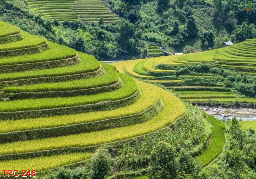 Tranh phong cảnh 248