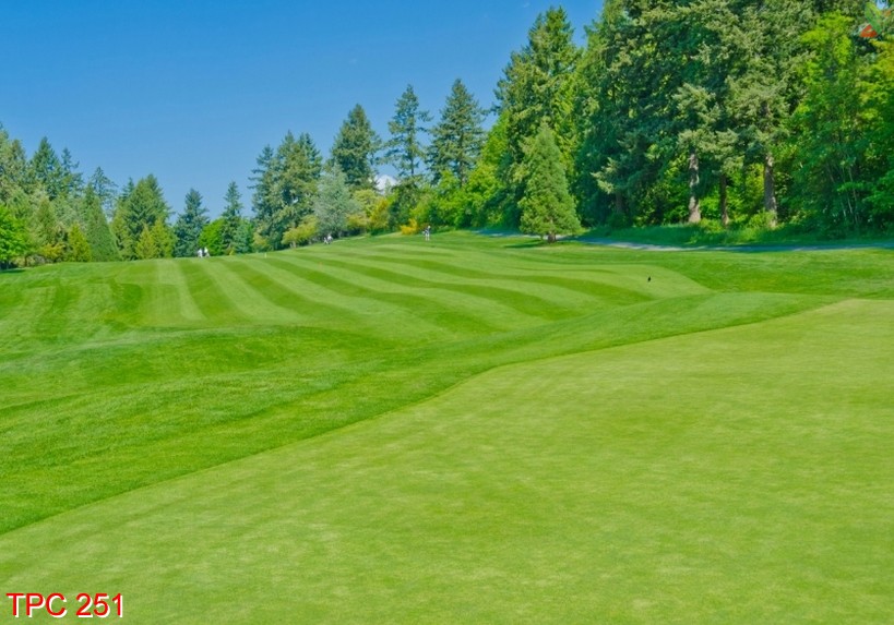 Tranh phong cảnh 251