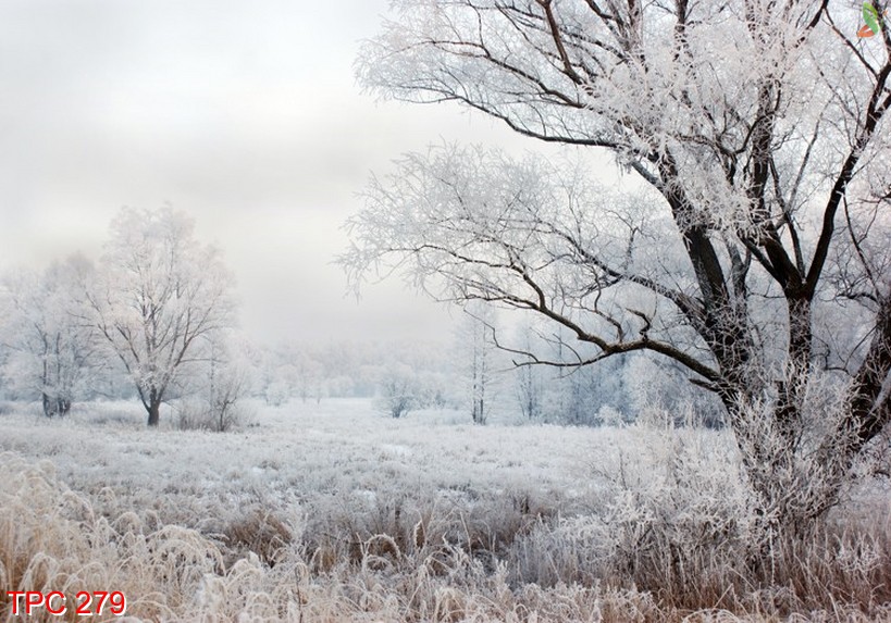 Tranh phong cảnh 279