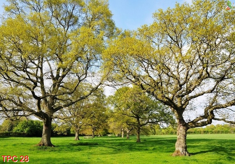 Tranh phong cảnh 28