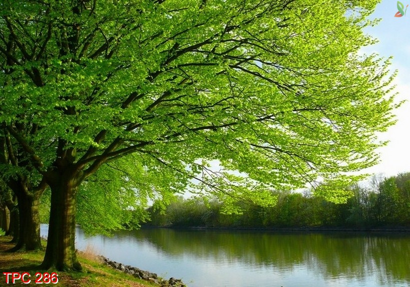 Tranh phong cảnh 286