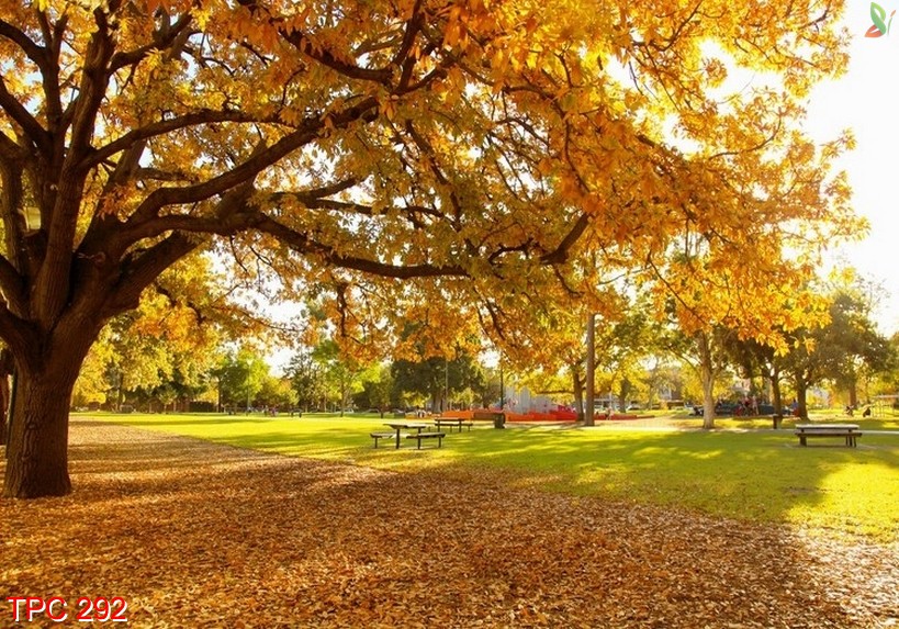 Tranh phong cảnh 292