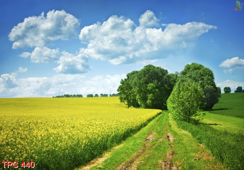 Tranh phong cảnh 440