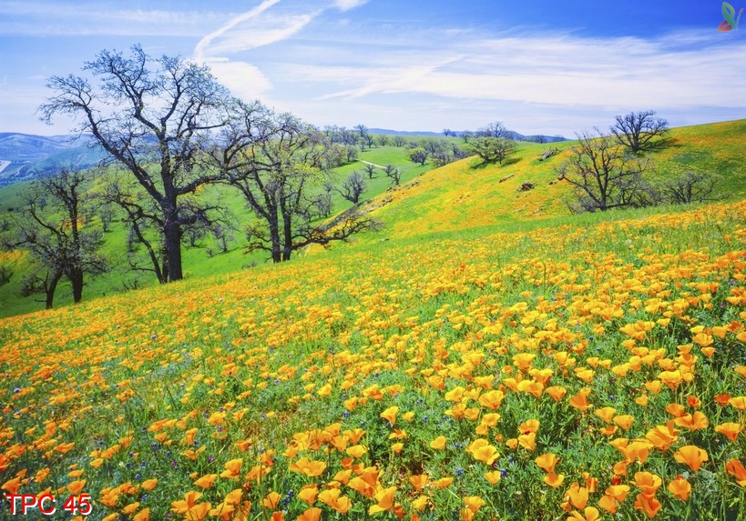 Tranh phong cảnh 45