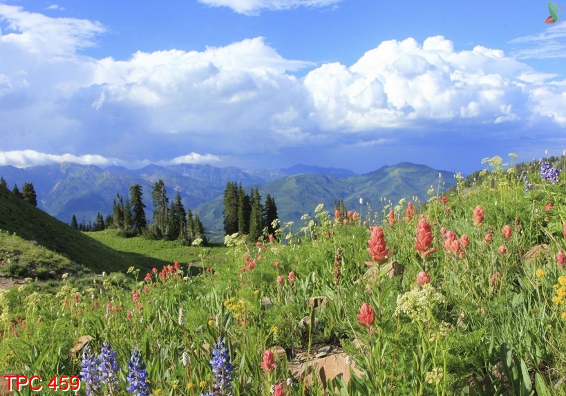 Tranh phong cảnh 459