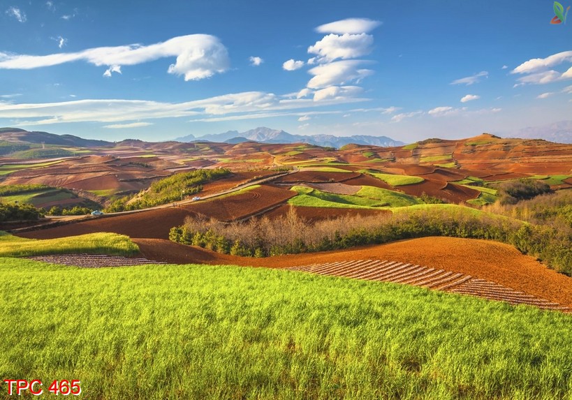 Tranh phong cảnh 465