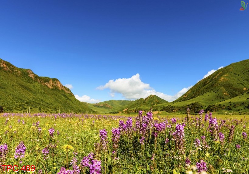 Tranh phong cảnh 469