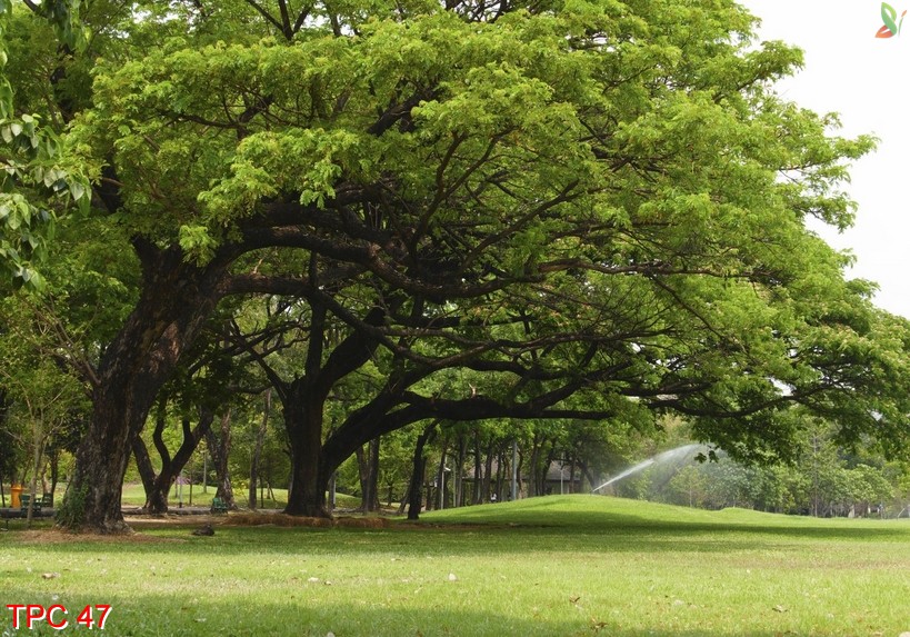 Tranh phong cảnh 47