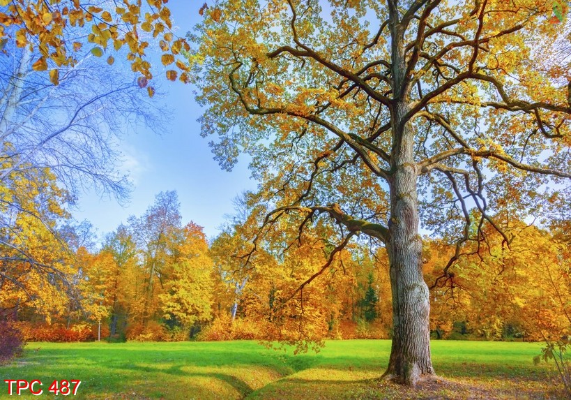 Tranh phong cảnh 487