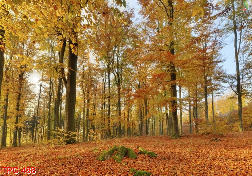 Tranh phong cảnh 488