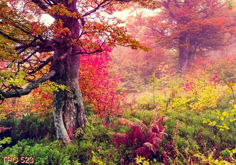 tranh phong cảnh 523