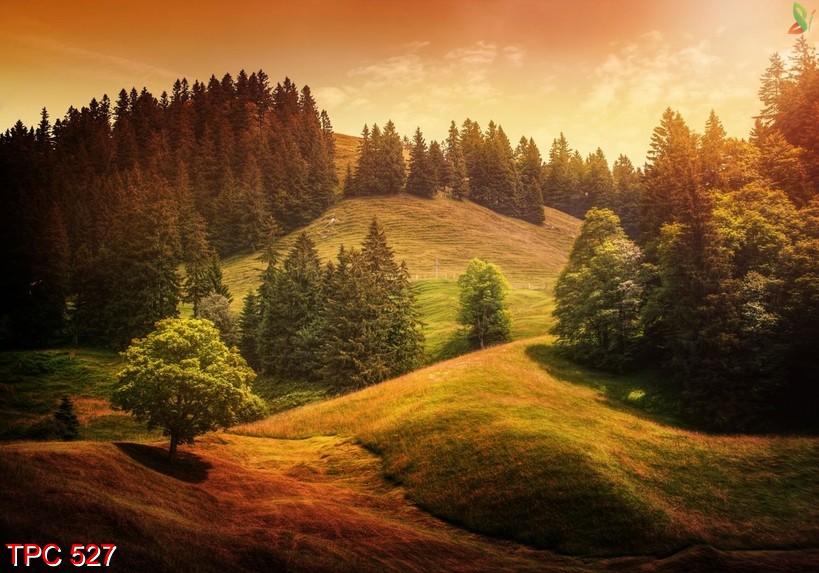 tranh phong cảnh 527