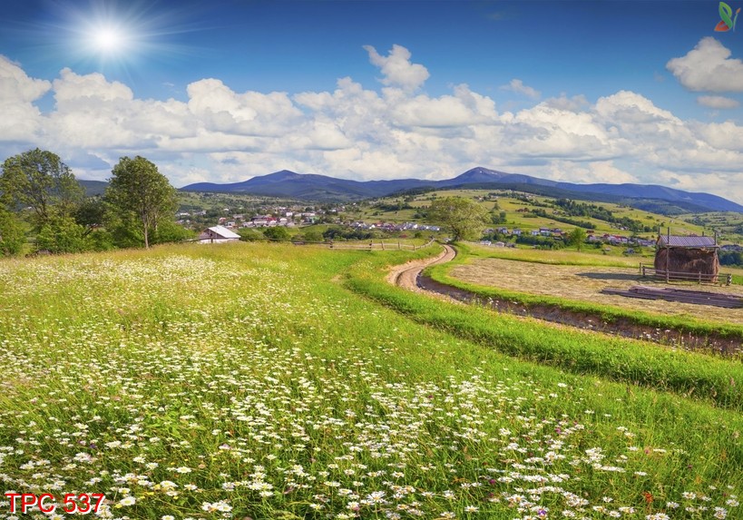 tranh phong cảnh 537