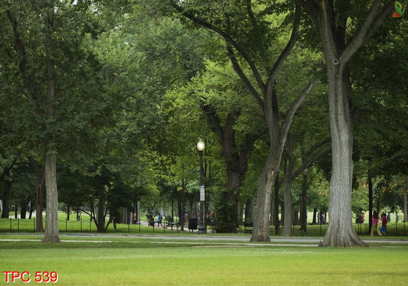 tranh phong cảnh 539