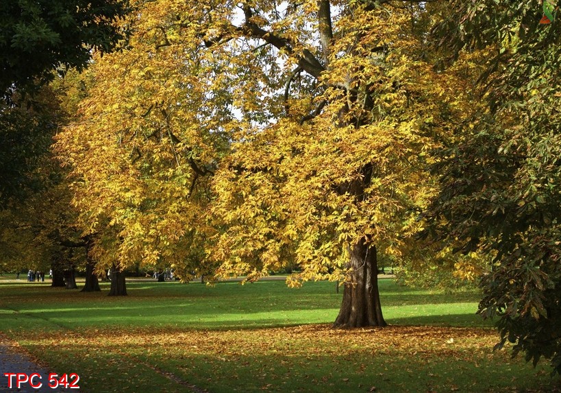 tranh phong cảnh 542