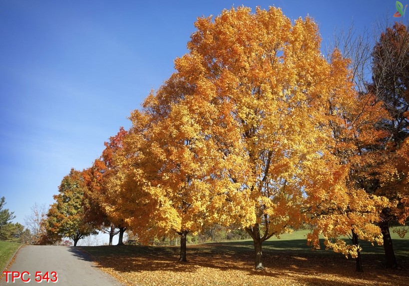 tranh phong cảnh 543