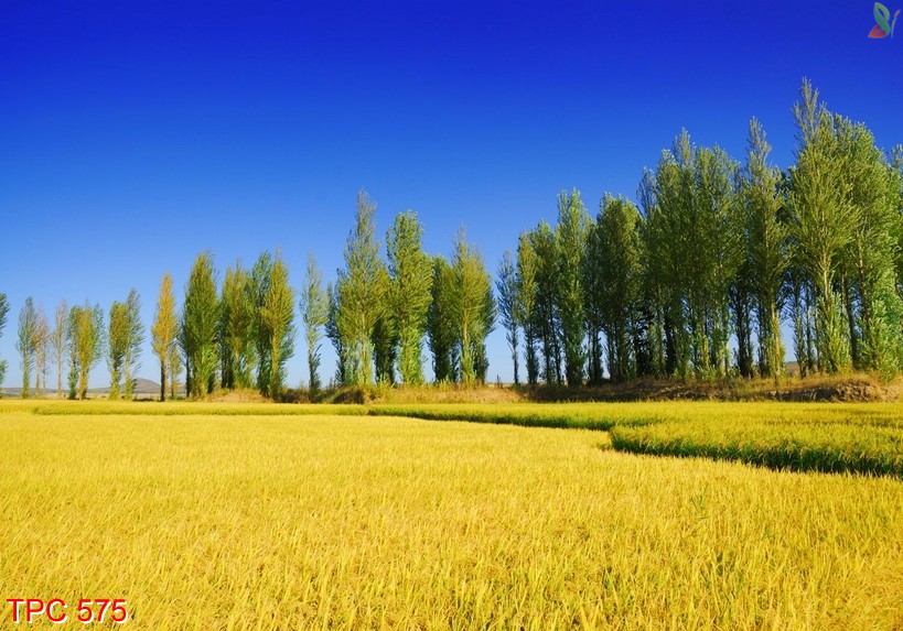 Tranh phong cảnh 575