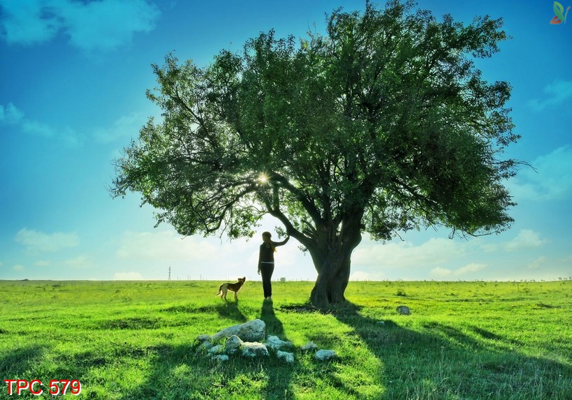 Tranh phong cảnh 579