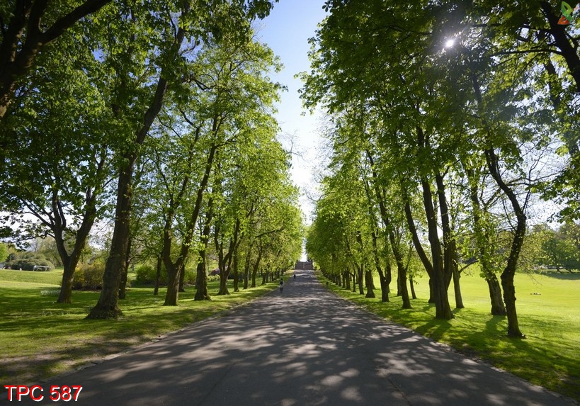 Tranh phong cảnh 587