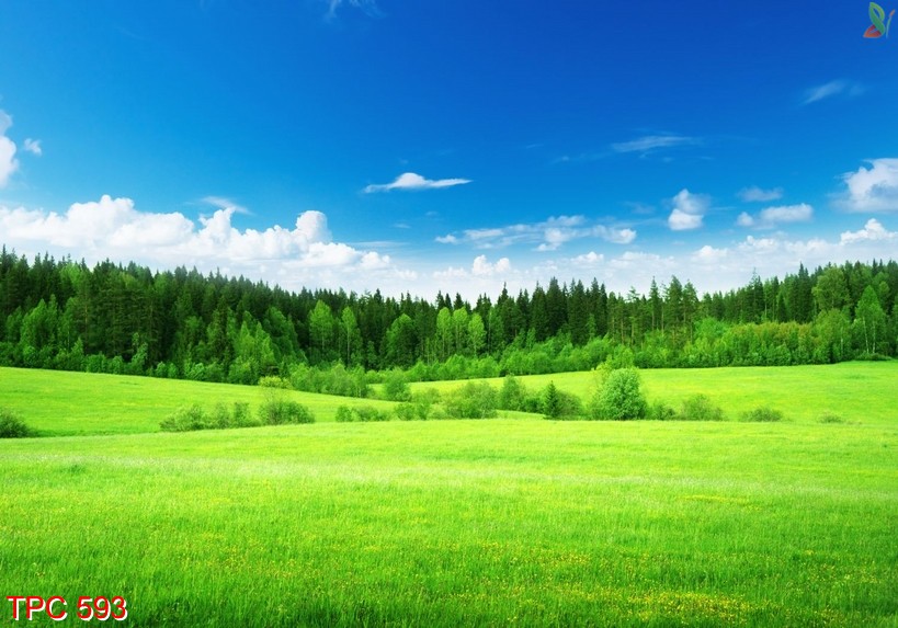 Tranh phong cảnh 593