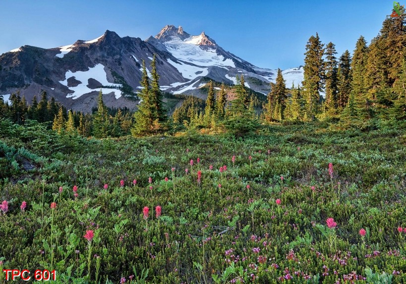 Tranh phong cảnh 601