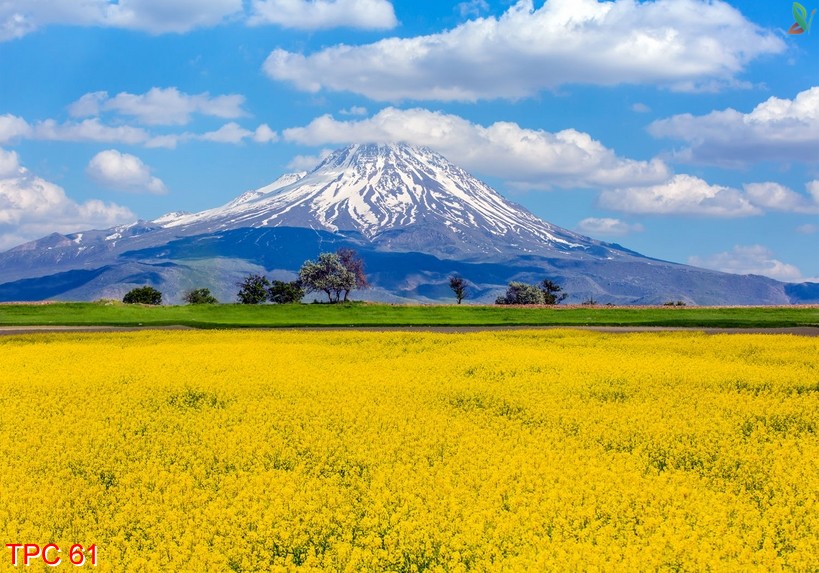 Tranh phong cảnh 61