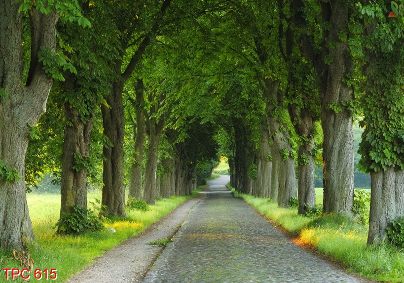 Tranh phong cảnh 615