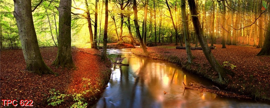 Tranh phong cảnh 622