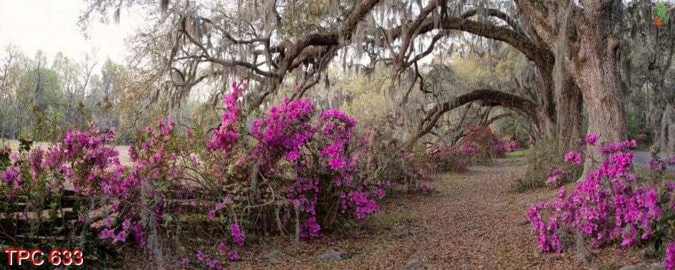 Tranh phong cảnh 633