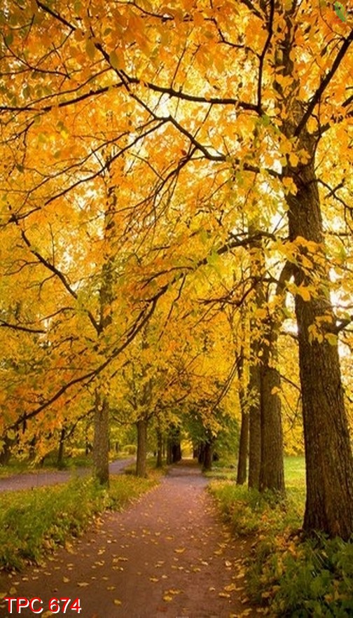 Tranh phong cảnh 674