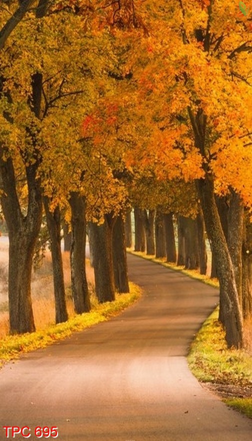 Tranh phong cảnh 695