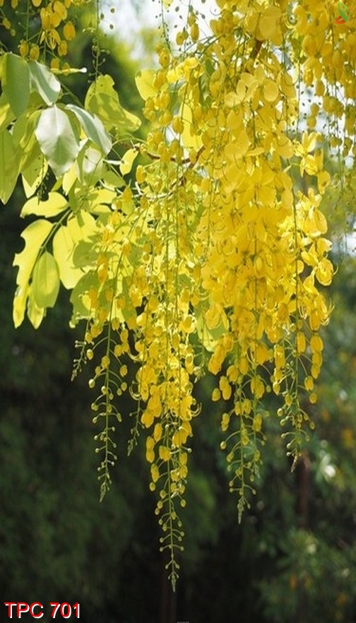 Tranh phong cảnh 701