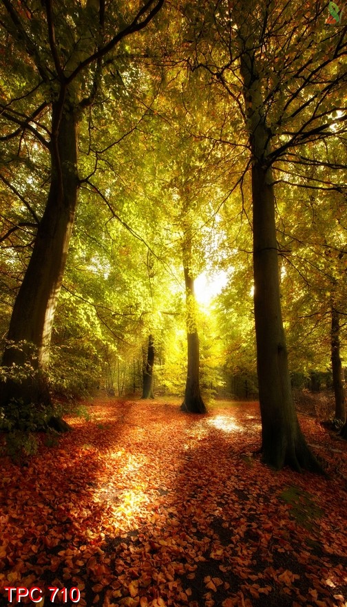 Tranh phong cảnh 710