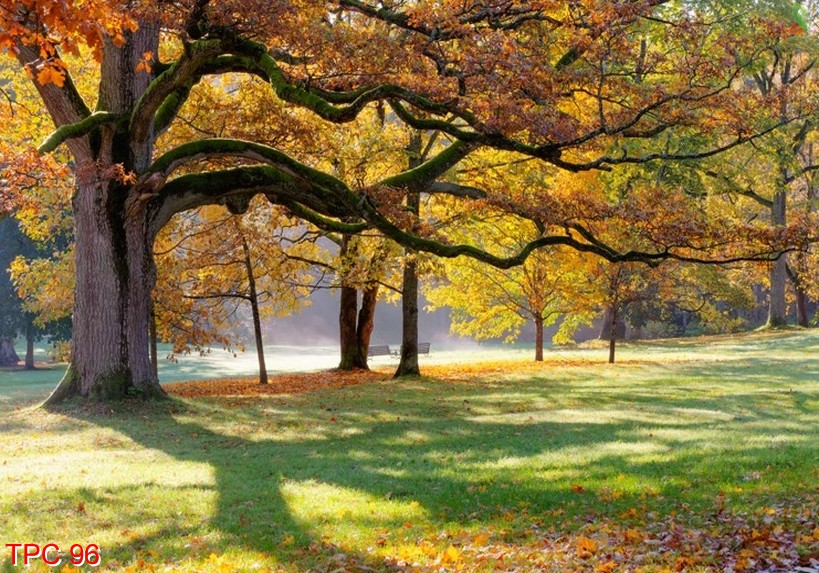 Tranh phong cảnh 96