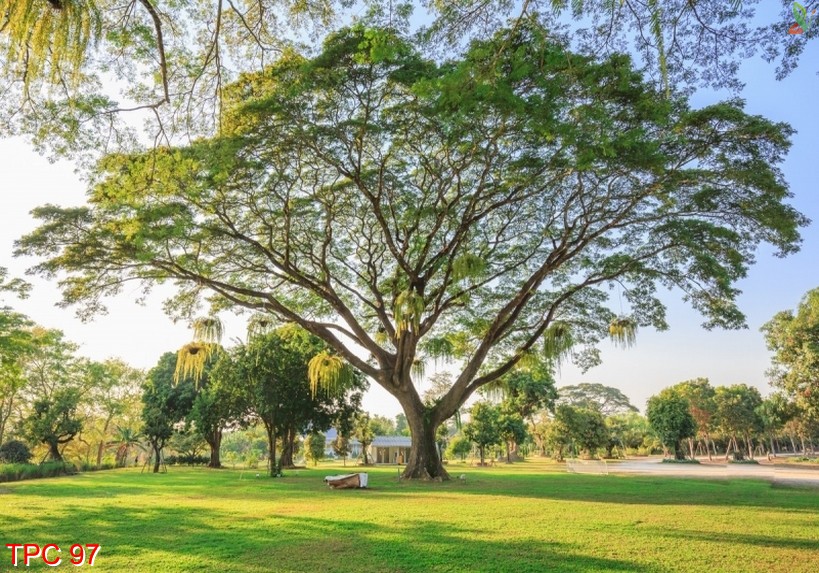 Tranh phong cảnh 97