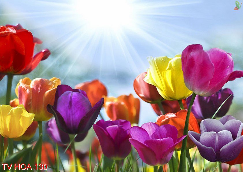Tranh về hoa 130