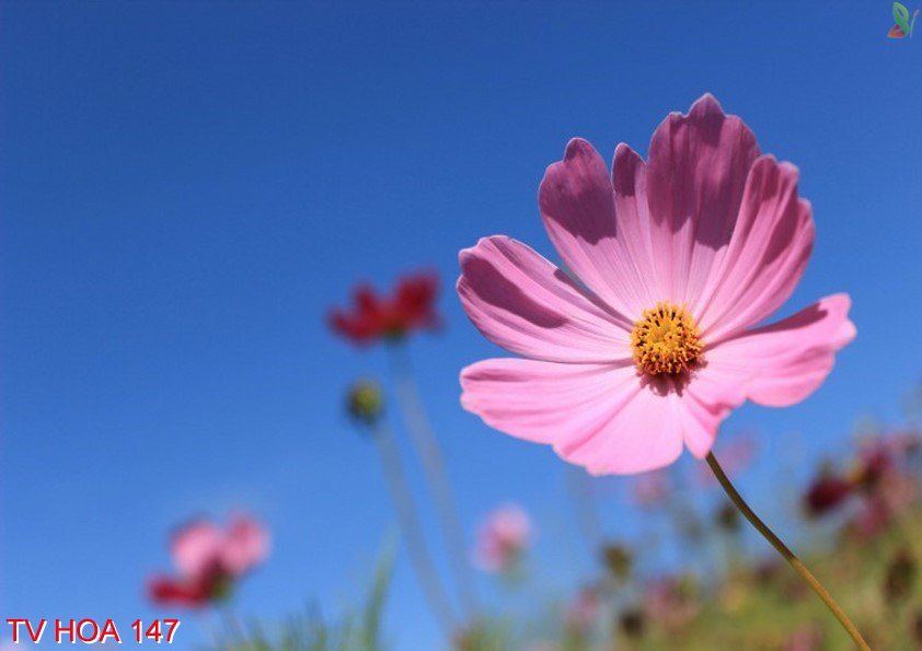 Tranh về hoa 147