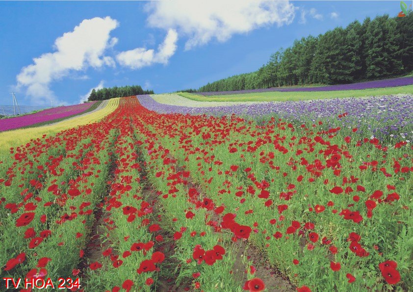 Tranh về hoa 234